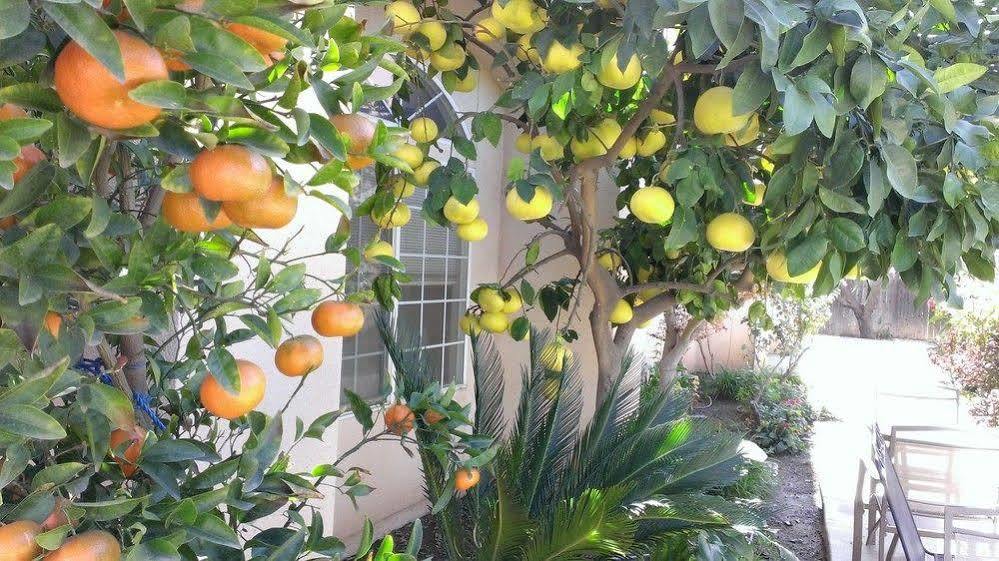 Garden And 3* Fresno